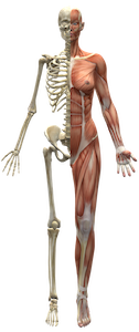 Skelett mit Muskeln